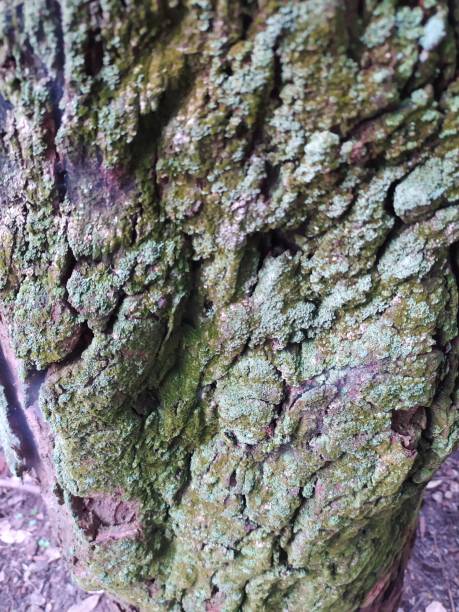 istock Close-up of a tree trunk covered in moss and lichen 2198605128
