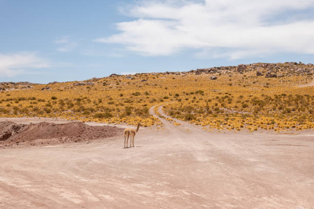 Lone llama standing on sunlit desert terrain. Vast barren landscape with sparse vegetation. Tranquil scene of wildlife in arid environment.