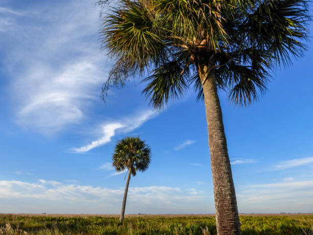 istock A tropical landscape featuring native cabbage palm trees in a treeless Florida prairie under a vast blue sky. Kissimmee Prairie Preserve, Florida. 2198605704