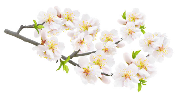 istock Branch of almond tree in spring with white blossoms isolated on white background 2198606175