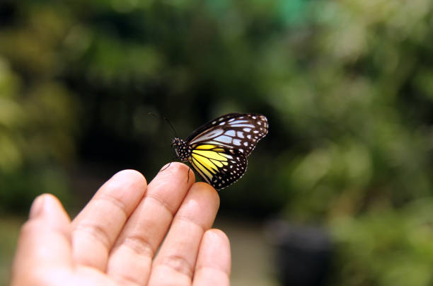 istock A butterfly landed on a finger, bokeh and green background. 2198606354