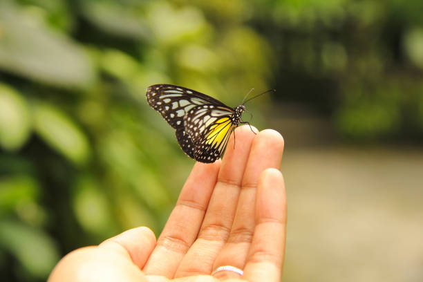 istock A butterfly landed on a finger, bokeh and green background. 2198606361
