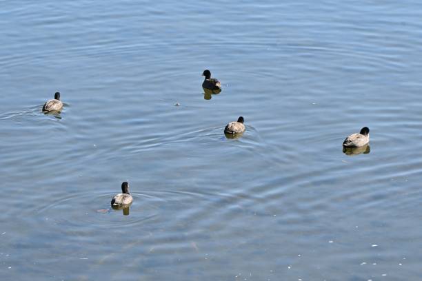 Common coots swimming in the river. Gruiformes Rallidae water birds. They live in rivers, lakes, etc. and prey on aquatic plants and fish.