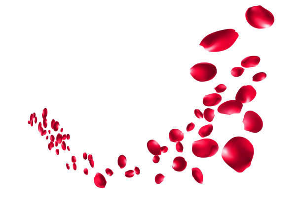 istock rose red falling petals. Realistic flying petal  or rose flowers, panoramic wedding wallpaper or cosmetic ad spring background vector illustration 2198614957