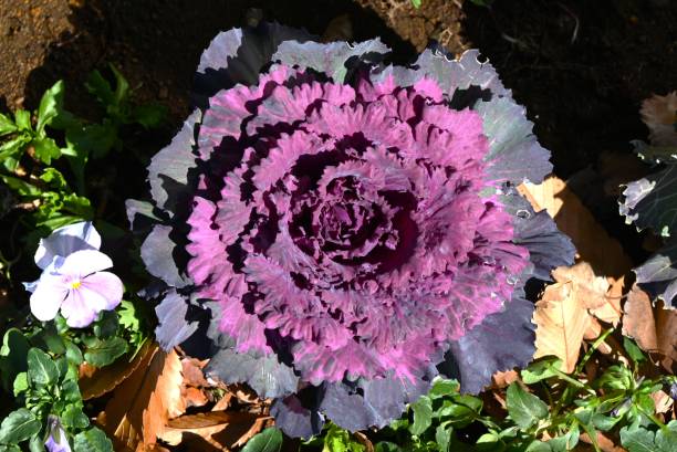 istock Brassica oleracea (Flowering kale) brightens up winter flower beds. 2198615237