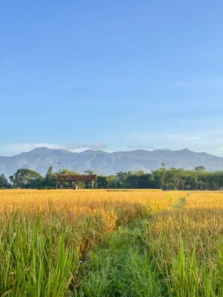 istock Golden Rice Fields with Mountain View Under Clear Blue Sky 2198623305