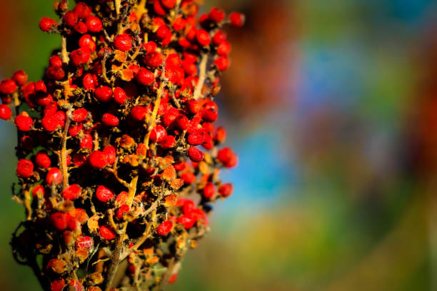 bright red selective focus decorative dried berries with sunny blue and green nature blur background. beautiful landscape design backdrop