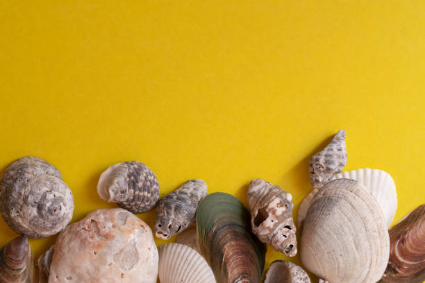 Sea shells on yellow background, summer vacation, top view. High quality photo