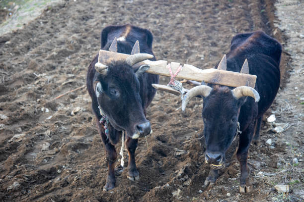 istock Pair of oxen pulling a plow, working in a field in a mountainous region 2198627953