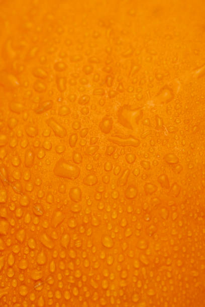 istock orange pumpkin wet in water close-up 2198628029