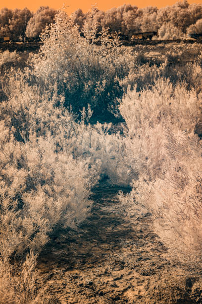 A landscape with several bushes and a tree. The foliage appears bright, almost white, indicating an infrared effect