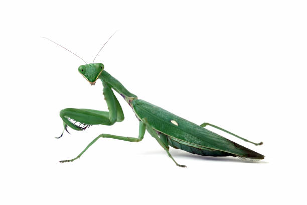 istock green praying mantis seen from the side 2198633524