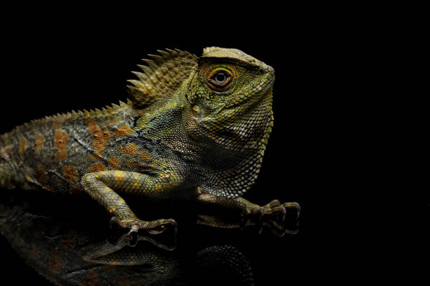 istock Forest dragon reptile on a branch, Gonocephalus chamaeleontinus 2198633535
