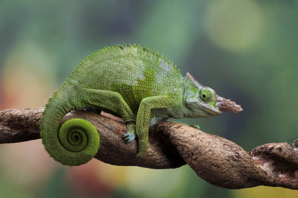 istock female fischer chameleon isolated on black background 2198633542