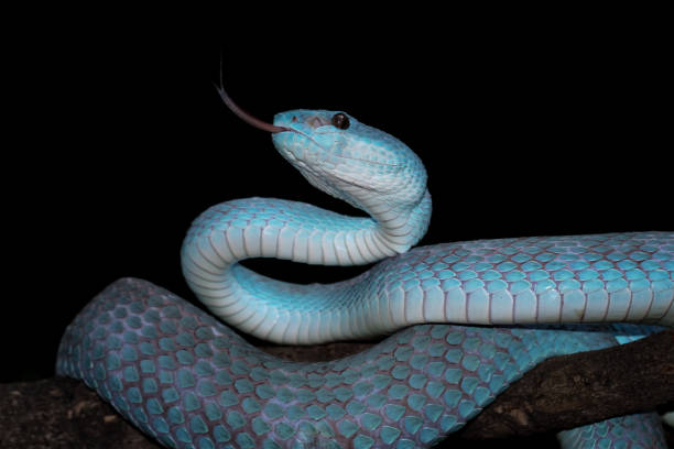 istock Blue viper snake insularis, trimeresurus Insularis 2198633595