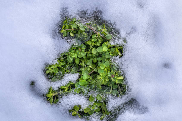 istock Emerald green grass emerges from under the snow in early spring 2198633642
