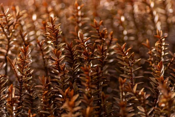 istock Close-up of brown foliage with warm lighting. 2198633920