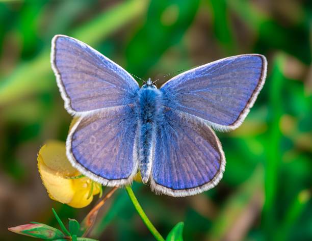 istock Blue Butterfly on Yellow Flower 2198633946