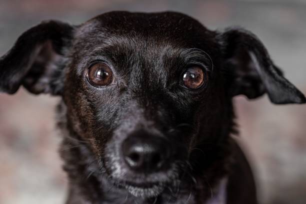 istock Black Dog Close-Up with Expressive Eyes 2198633948