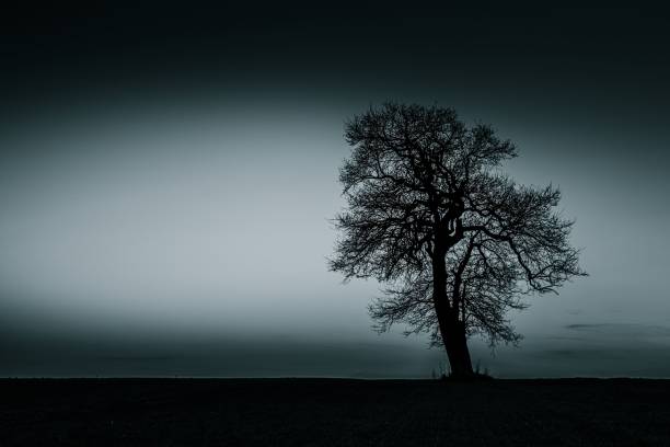 istock Solitary Tree Silhouette at Twilight 2198633984