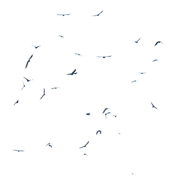 istock A flock of birds in flight isolated on a white background 2198636327