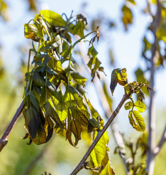 istock Leaves on walnut tree after frost against blue sky. 2198636335