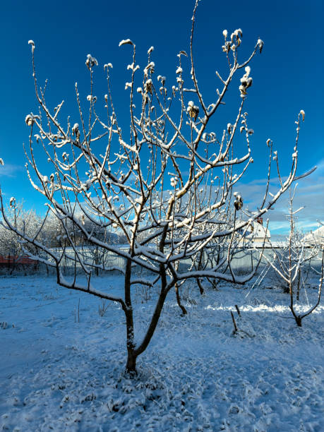 Fruit orchard on a sunny winter day.