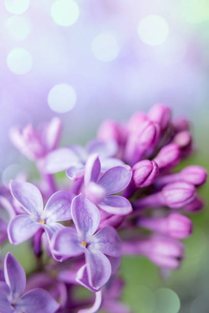 istock Lilac blossom close-up with bokeh lights 2198636733