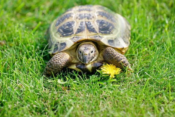istock Russian Tortoise on green grass going to eat a dandelion 2198636831