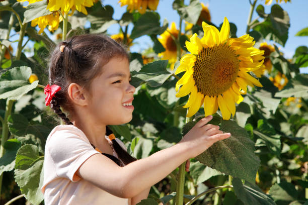 Happy child smelling beautiful sunflower outdoors in spring field