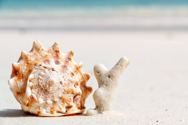 istock Large seashell rests on a white sandy beach next to a piece of coral 2198637157