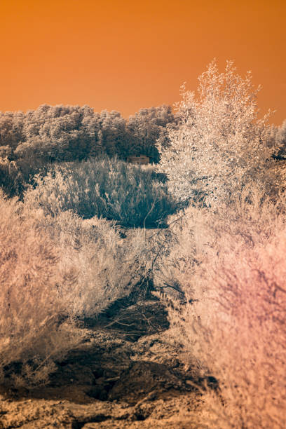 istock A landscape with several bushes and a tree. The foliage appears bright, almost white, indicating an infrared effect 2198637383