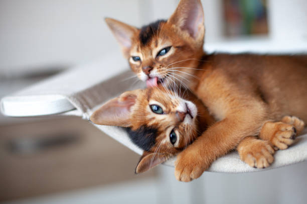 istock Abyssinian ruddy kittens licking each other. Red cats resting on hammock. 2198637404