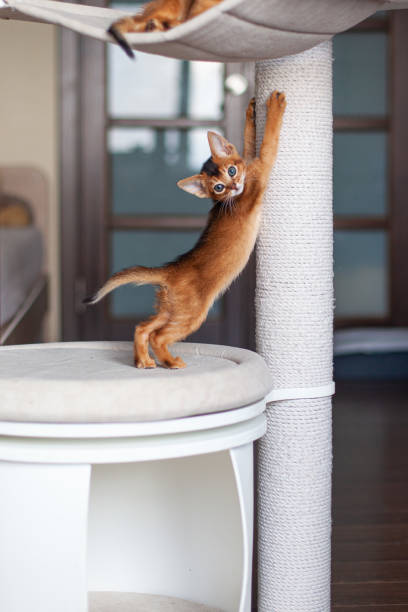 Abyssinian ruddy kitten sharpening claws on scratching post. How to teach cat to use scratching post.