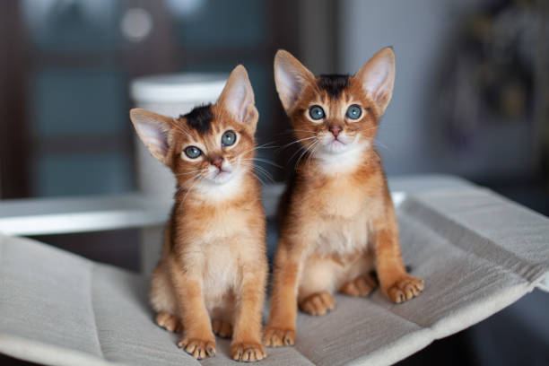 istock Two red kittens sitting on hammock on scratching post. Two month old abyssinian ruddy kittens. 2198637433
