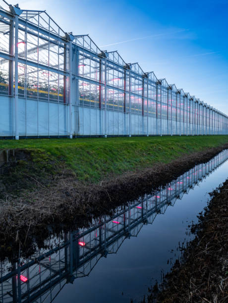 istock Industrial greenhouse with purple LED light. 2198638320