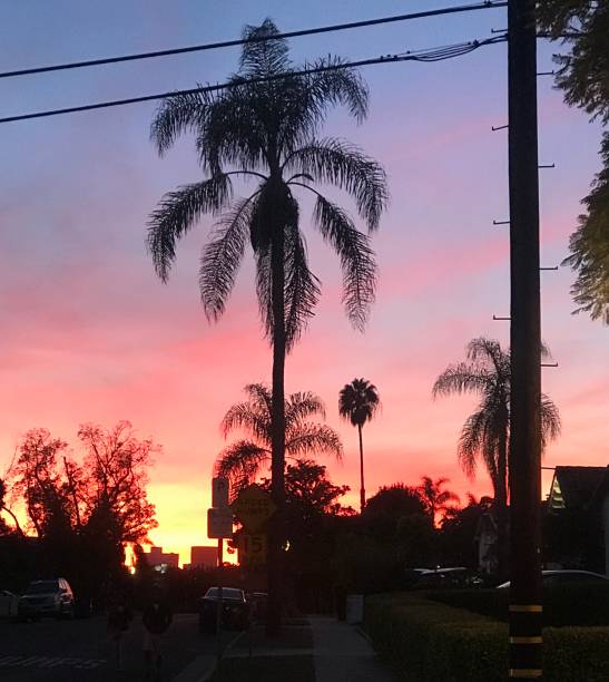 istock Los Angeles at Sunset with Palm Trees 2198638538