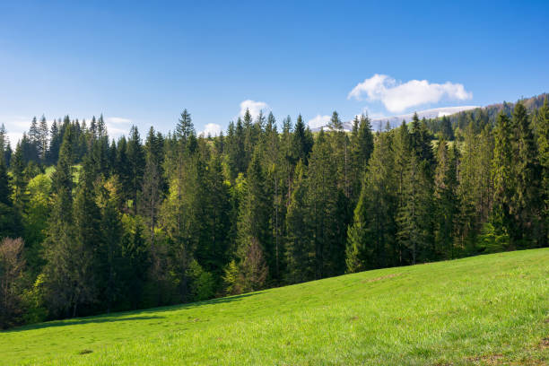 istock hillside of mountain range with coniferous forest and grassy meadow 2198640484