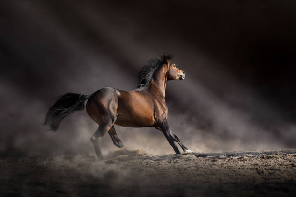 istock Bay horse free run in desert 2198643924