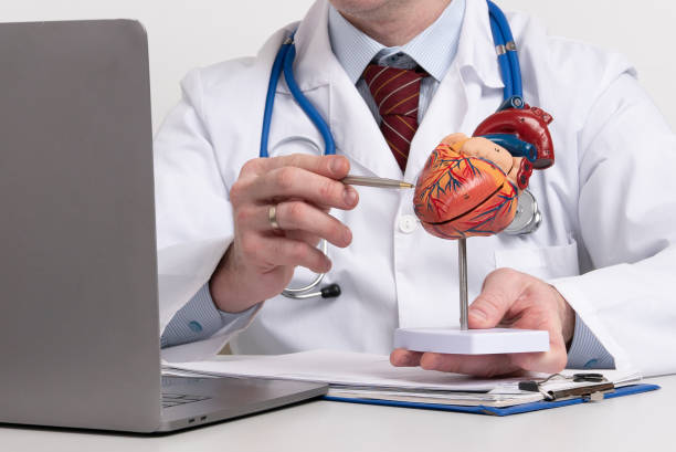istock A cardiologist uses a heart model to demonstrate the anatomy, function, and treatment of cardiovascular diseases 2198646600