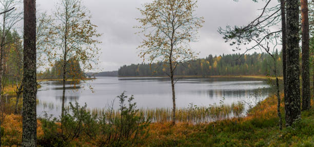 istock Serene Autumn Lake Surrounded by Birch and Pine Trees Under Overcast Sky 2198648629
