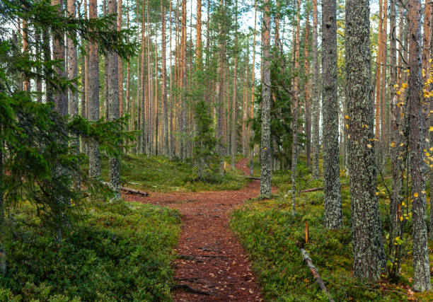 A peaceful hiking trail winds through a dense pine forest, with autumn foliage, moss-covered ground, and a marked tree guiding the way through unspoiled nature. Captured in Finland, Europe. Tiilikkajarven Kansallispuisto national park.