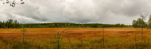 istock Golden autumn peatland with sparse pine trees under heavy cloudy sky framed by boreal forest in Nordic wilderness 2198648799
