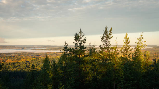 istock Golden morning light over vast Nordic forest with mist-covered lakes and distant rolling hills in autumn 2198648893