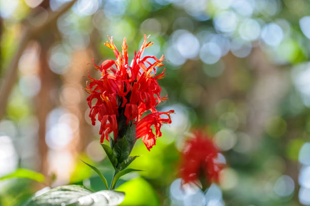 Close-up of red flower (Pachystachys coccinea) in bloom