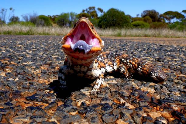A shingleback skink with open mouth on a rocky path in an Australian landscape under a clear blue sky.