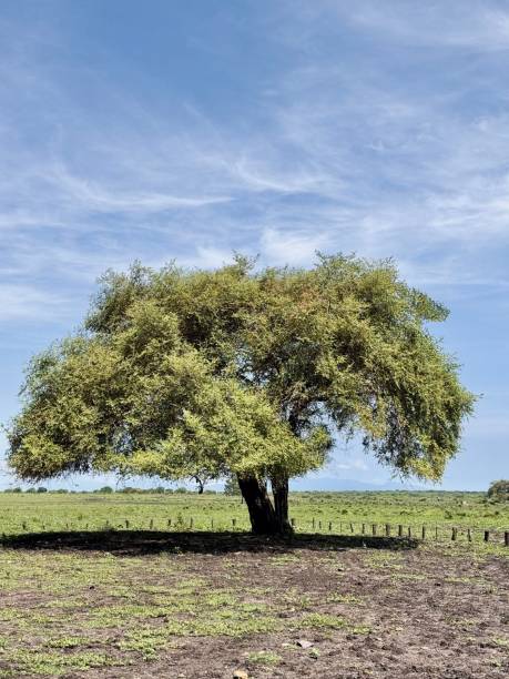 istock Lush Green Tree in Open Field Under a Clear Blue Sky 2198653065