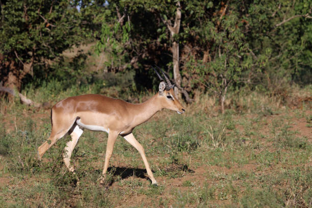 istock Schwarzfersenantilope / Impala / Aepyceros melampus 2198654920