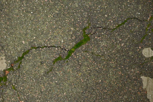 fissure on gray asphalt, gray asphalt erosion, soil split from tree roots on a concrete surface, texture of break cracks, gray concrete color background green moss in asphalt cracks, wet fracture
