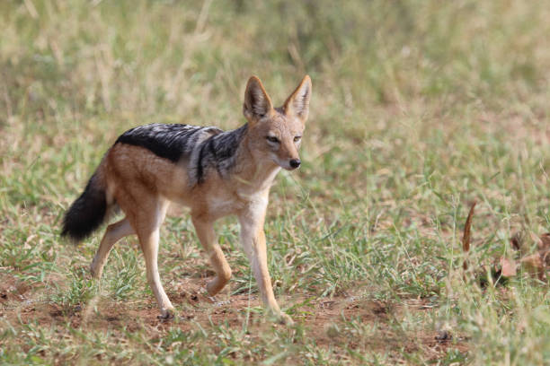 istock Schabrackenschakal / Black-backed jackal / Canis mesomelas 2198655511